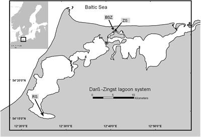 Phosphorus Dynamics in a Eutrophic Lagoon: Uptake and Utilization of Nutrient Pulses by Phytoplankton